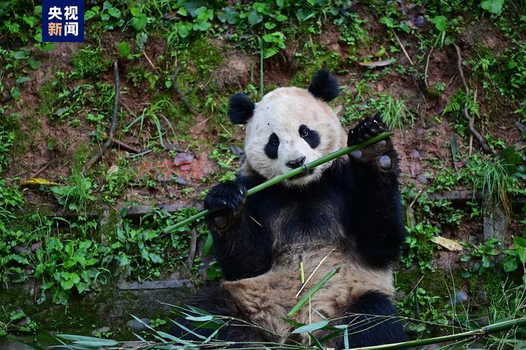 你知道吗？这种动物被称为耕地中的大熊猫！