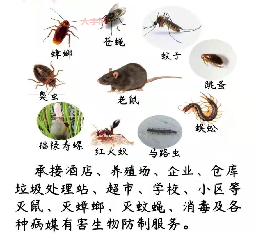 老鼠太多怎么消灭？试试这几种消灭老鼠的妙招！