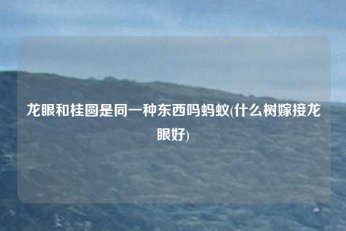 龙眼和桂圆是同一种东西吗蚂蚁(什么树嫁接龙眼好)