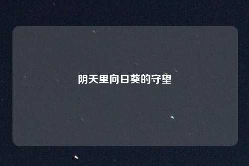 阴天里向日葵的守望